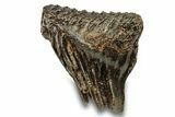 Fossil Woolly Mammoth Molar - Siberia #259879-1